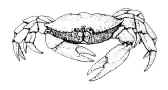 Crab.

Source: WDFW, S. Sullivan